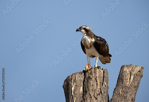 Osprey with a fish catch perched on a tree trunk , Al Marmoom Desert Conservation Reserve UAE photo