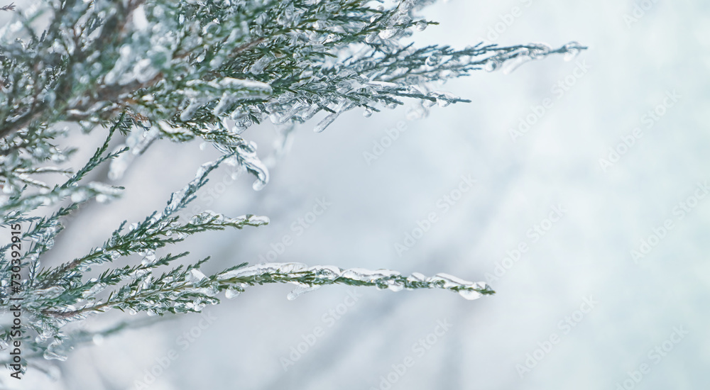 Snowy, emerald fir branch in ice on a light white natural background. background image