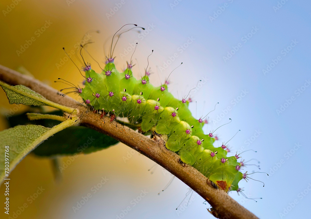 Fototapeta premium Caterpillar Bruco di Saturnia pyri. Sassari, sardegna, Italy
