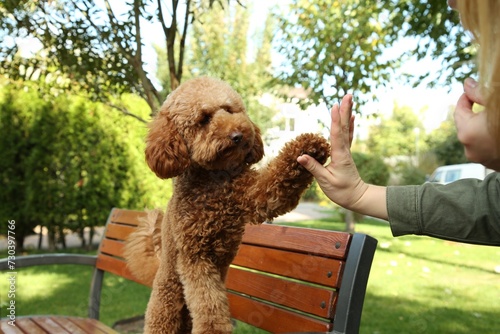 Cute dog giving high five to woman in park, closeup photo