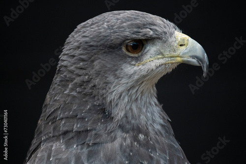 A Chilean Blue Eagle. Also known as the Black-Chested Buzzard-Eagle  the Chilean Blue Eagle is a South American bird of prey from the Buteo genus. 