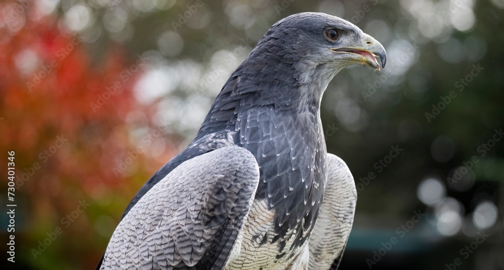 A Chilean Blue Eagle. Also known as the Black-Chested Buzzard-Eagle ...