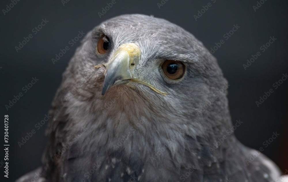 A Chilean Blue Eagle. Also known as the Black-Chested Buzzard-Eagle ...