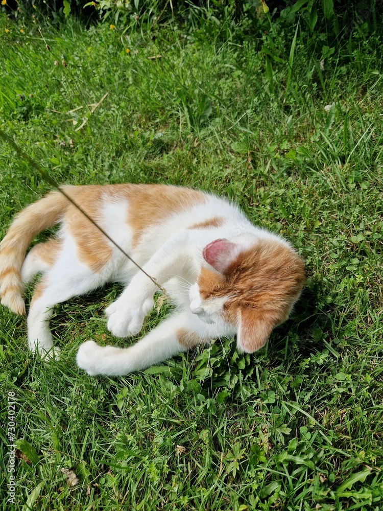 Mit einer Katze spielen Mit einer Katze spielen