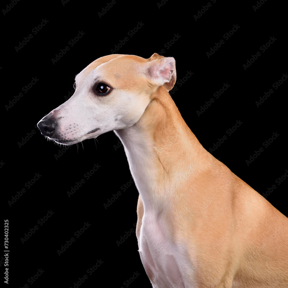 Beautiful English Whippet dog