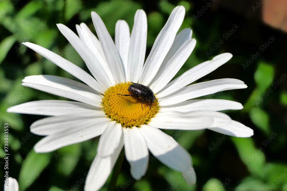 White-spotted Rose Beetle (Oxythyrea funesta) feeding on the pollen of a Leucanthemum
White-spotted Rose Beetle (Oxythyrea funesta) feeding on the pollen of a Leucanthemum