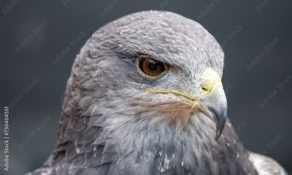 A Chilean Blue Eagle. Also known as the Black-Chested Buzzard-Eagle, the Chilean Blue Eagle is a South American bird of prey from the Buteo genus. A Chilean Blue Eagle. Also known as the Black-Chested Buzzard-Eagle, the Chilean Blue Eagle is a South American bird of prey from the Buteo genus.