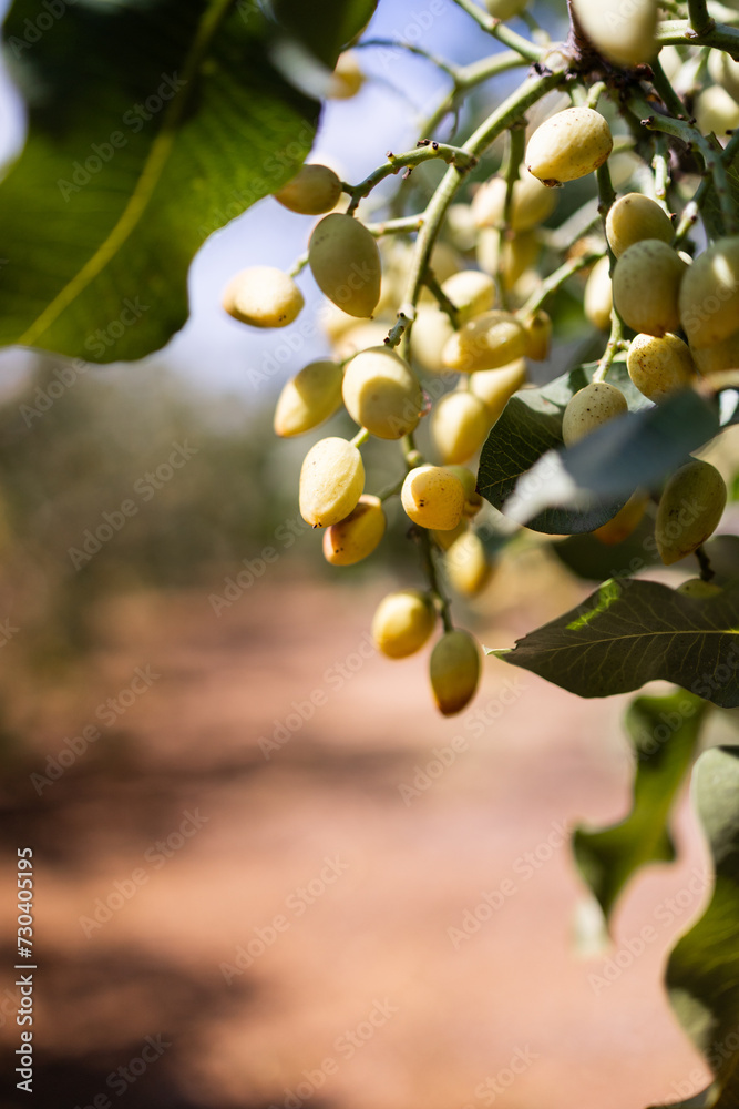 Pistachio planting, and photos of pistachios on tree in the foreground