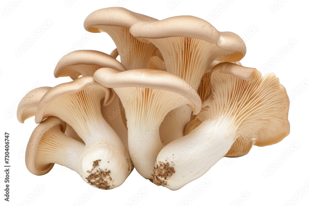 Oyster mushrooms Isolated transparent background. PNG Format. Oyster mushrooms Isolated transparent background. PNG Format.