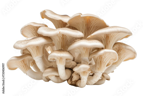 Oyster mushrooms Isolated transparent background. PNG Format.