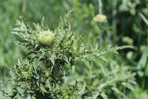 Thistle flower, close-up in summer - Latin name - Carduus acanthium