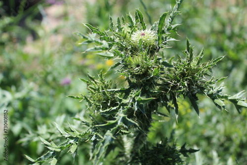 Thistle flower, close-up in summer - Latin name - Carduus acanthium