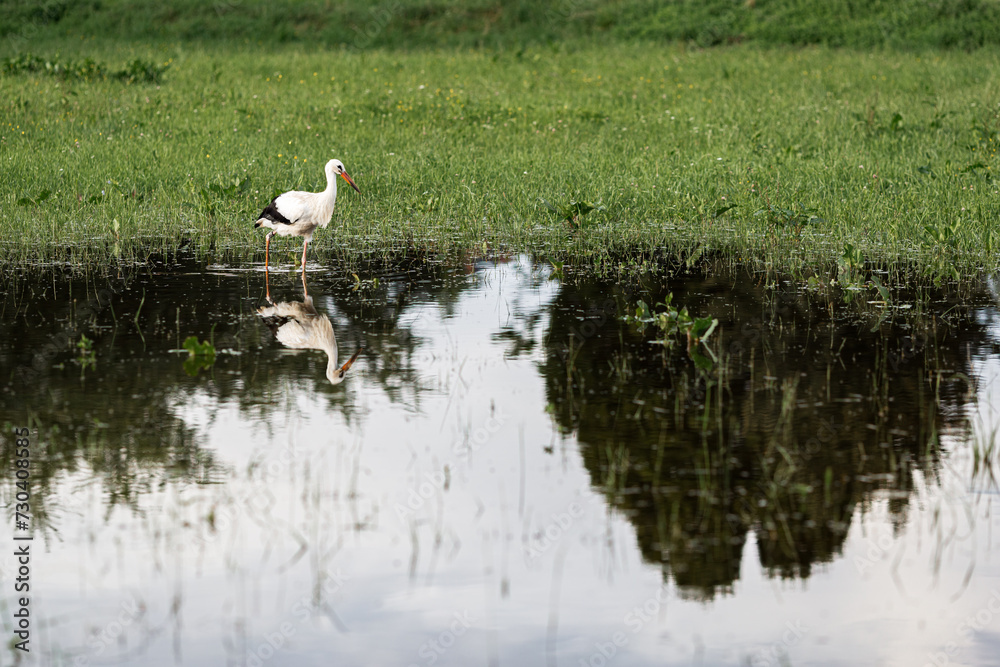A white european stork standing on a field with green grass A white european stork standing on a field with green grass