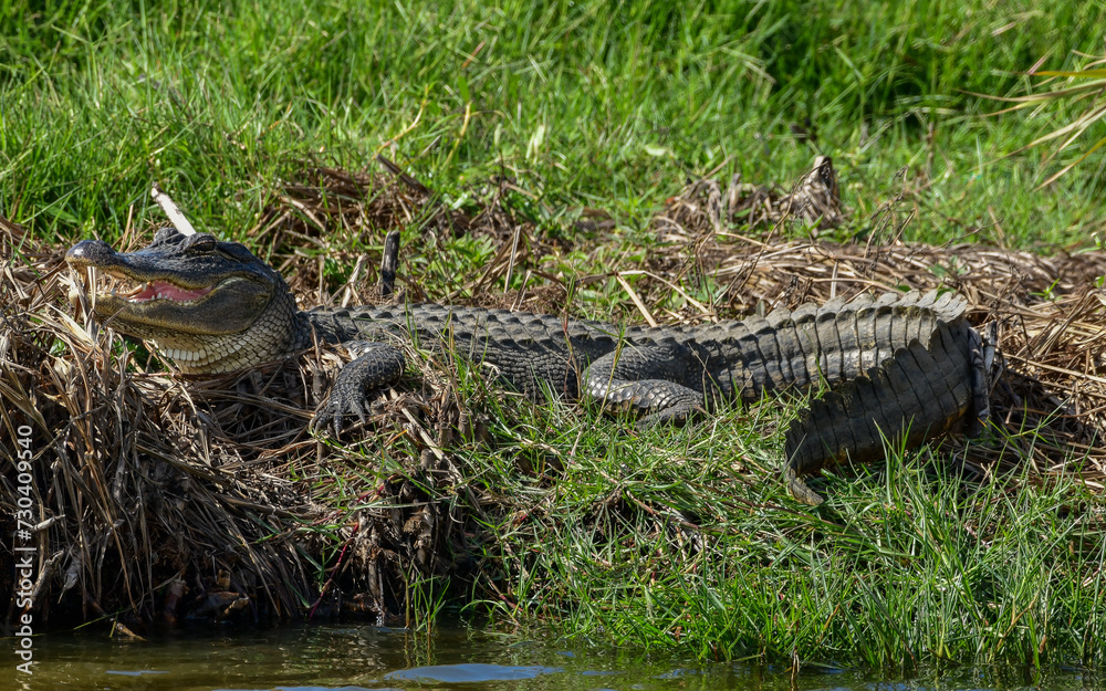Alligator at Anahuac National Wildlife Refuge, Texas
