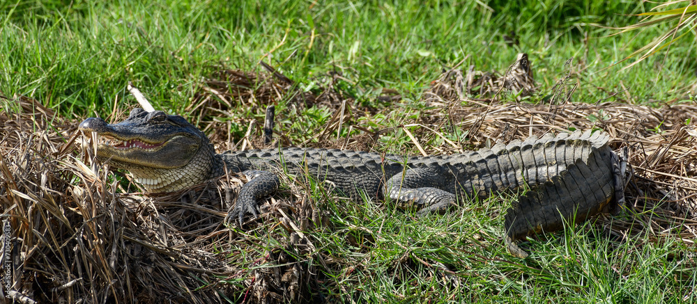 Alligator at Anahuac National Wildlife Refuge, Texas