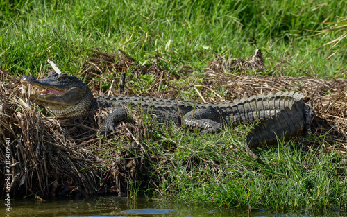Obraz na płótnie Alligator at Anahuac National Wildlife Refuge, Texas w salonie