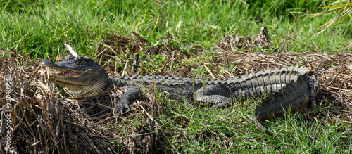Obraz na płótnie Alligator at Anahuac National Wildlife Refuge, Texas w salonie
