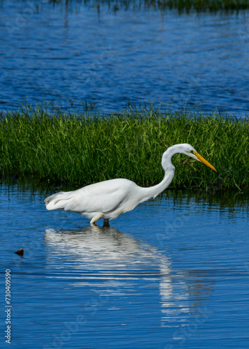 Great Egret at Anahuac National Wildlife Refuge  Texas