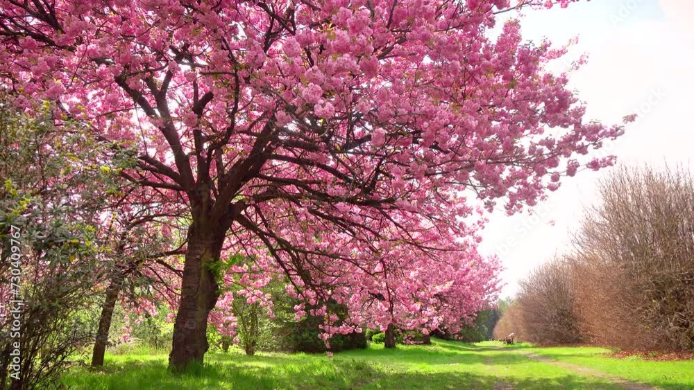 Beautiful pink spring flowers, branch 4K. Flowering, bloom, tree, nature, fresh, land, flora, grass, green, park, botany, peace, wind, windy, plant, petal, color, scene, pan, ultra hd. ProRes 422 HQ. Beautiful pink spring flowers, branch 4K. Flowering, bloom, tree, nature, fresh, land, flora, grass, green, park, botany, peace, wind, windy, plant, petal, color, scene, pan, ultra hd. ProRes 422 HQ.