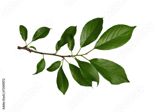 Fresh fruit tree branch with green leaves isolated on white background. Element for creating collage, designs, cards, patterns, floral arrangements, frames, wedding cards and invitations.