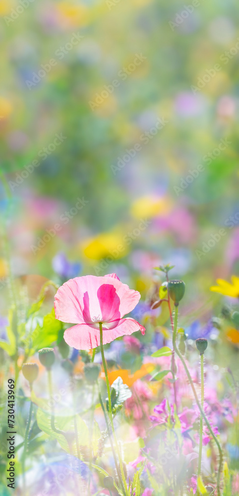 summer meadow with red poppy