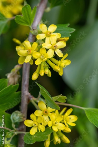 Close up of golden currant (ribes aureum) flowers in bloom photo