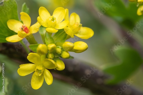 Close up of golden currant (ribes aureum) flowers in bloom photo