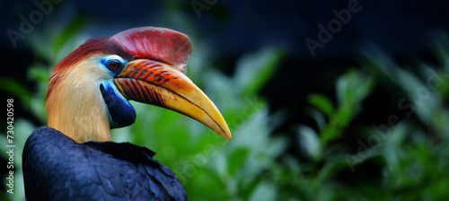 knobbed hornbill (Rhyticeros cassidix) close up photo