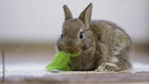 Dwarf rabbit sits on floor and chews green leaf of lettuce