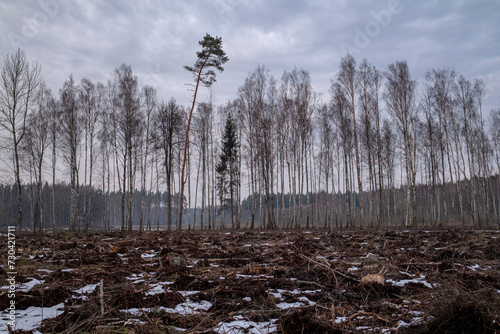 Foto forest clearing in winter, messy forest ground with damaged branches