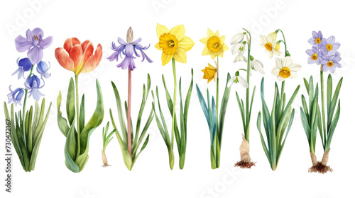 Set of vintage watercolor spring flowers growing in the garden. Botanical collection. Hyacinth, tulip, daffodils, crocus, iris, snowdrop, narcissus isolated transparent background. PNG Format.