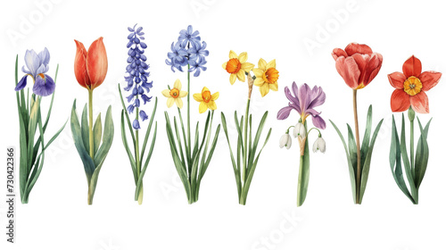 Set of vintage watercolor spring flowers growing in the garden. Botanical collection. Hyacinth, tulip, daffodils, crocus, iris, snowdrop, narcissus isolated transparent background. PNG Format.