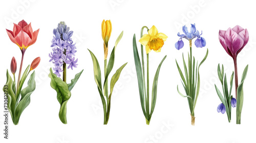 Set of vintage watercolor spring flowers growing in the garden. Botanical collection. Hyacinth, tulip, daffodils, crocus, iris, snowdrop, narcissus isolated transparent background. PNG Format.
