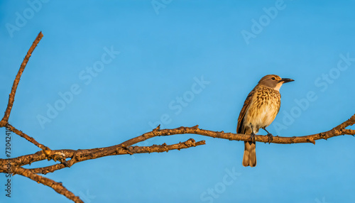 a bird on a branch in the early morning with a clear sky 