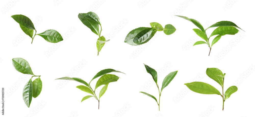 Fresh green tea leaves isolated on white, set