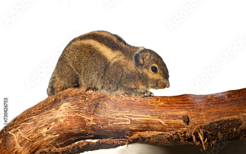 Close up of a rodent  isolated
