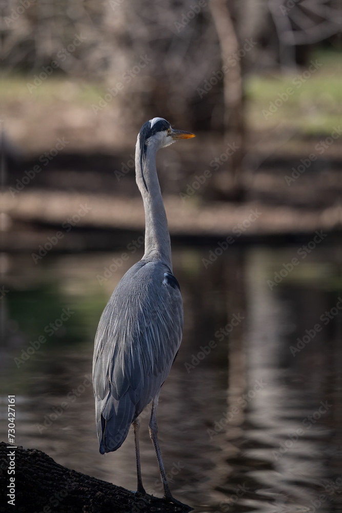 Naklejka premium beautiful heron on the shore of the lake with its bluish plumage