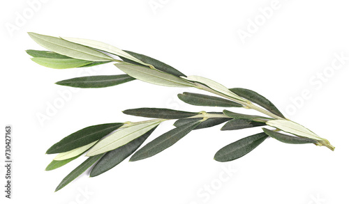 Olive tree, twigs with fresh green leaves isolated on white, top view  © dule964