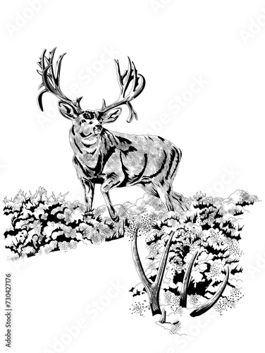 deer on the white background 