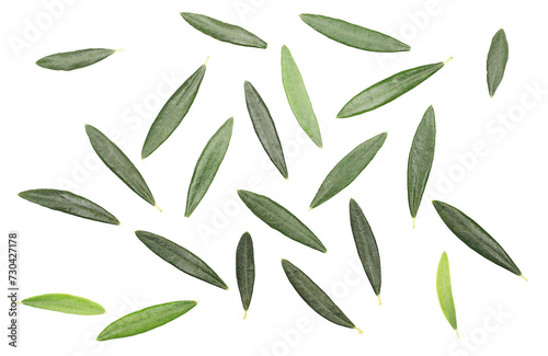 Fresh green leaves olive tree isolated on white  pattern texture