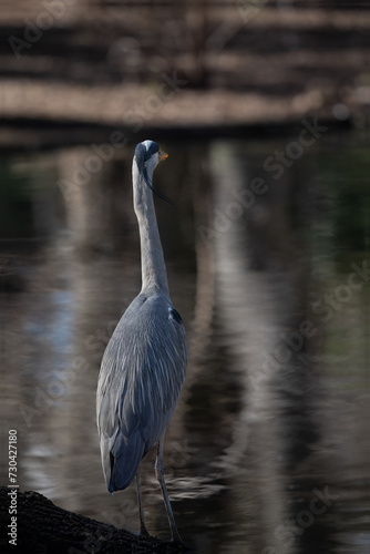 beautiful heron on the shore of the lake with its bluish plumage