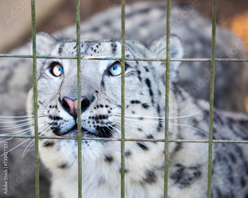 Arctic snow leopard looking up for food inside zoo cage