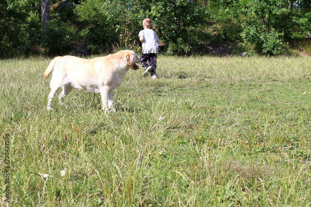 Fototapeta premium Dog and kid at the park. Plenty of grass. Summer photo.