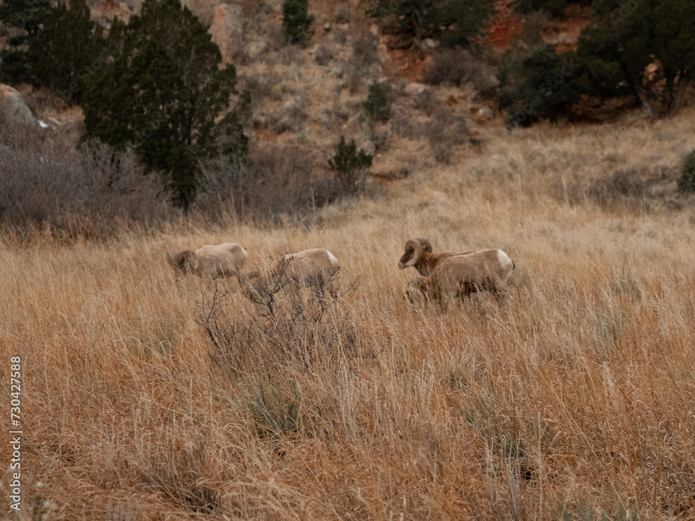 herd of sheep herd of sheep