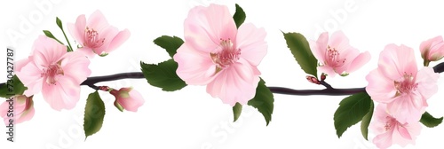 A branch of pink flowers with green leaves.