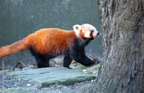 Red panda eating walking towards tree, in profile 