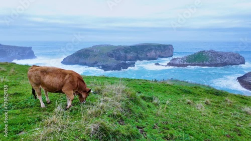 Cows grazing on the coast of Cué village, around Antilles beach. Cantabrian Sea. Council of LLanes. Asturias. Spain. Europe