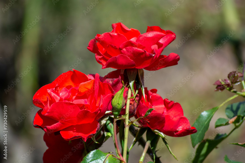 Obraz premium Foto flor roja