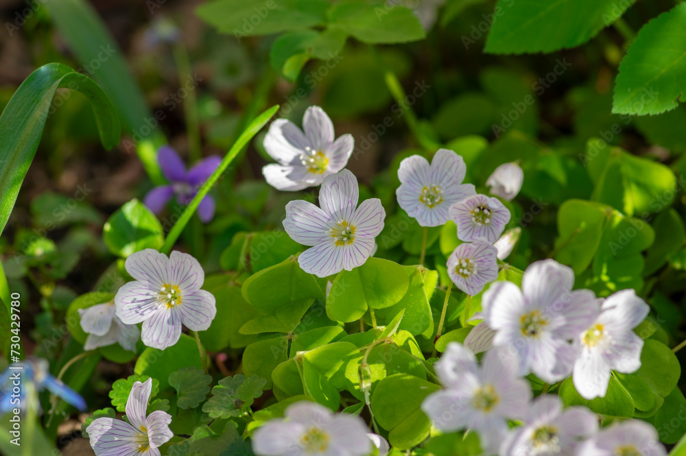 Oxalis acetosella common wood sorrel white group of wild flowers in bloom, woodland small flowering plant
