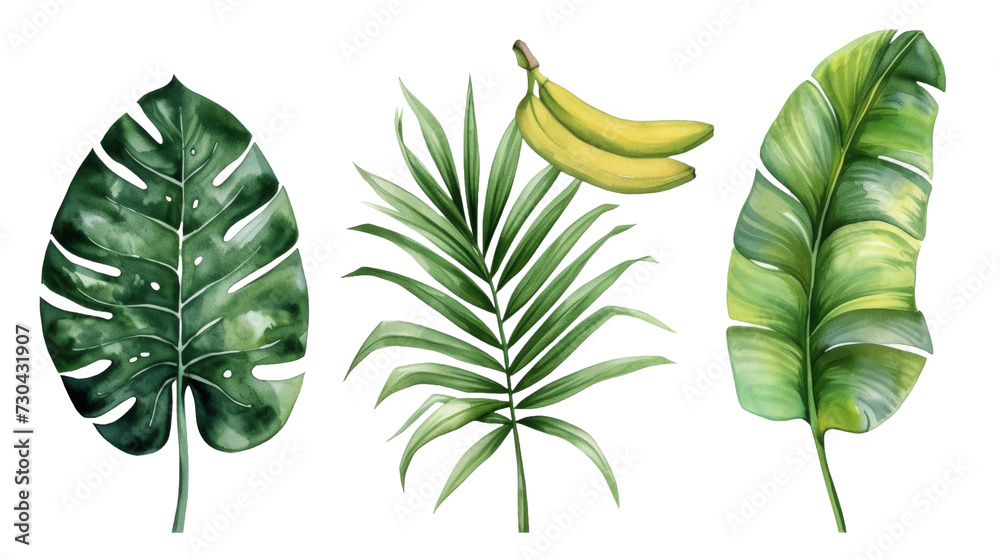 Fototapeta Vintage Watercolor Tropical leaves collection. palm leaf, monstera, banana leaf isolated transparent background. PNG Format.